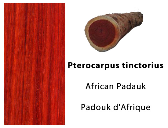 padoukdafrique pterocarpus 555